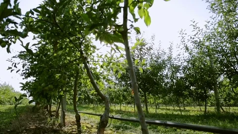A successful old farmer with a gray beard strolling in an apple orchard Stockbeeldmateriaal 77732980