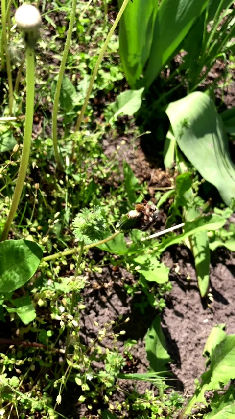 Successful takeoff of the cockchafer. vertical screen. Stock Footage 274228039