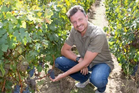 Successful winemaker man working in a vineyard Stock Photos