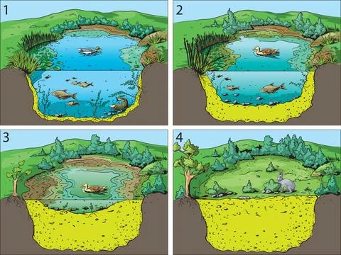 Succession in water Stock Illustration