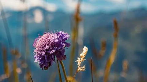 Succisa pratensis, devil s-bit, at the famous Grossglockner high Alpine ro... Stock Photos