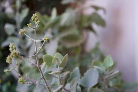 Succulant bloom 930 Stock Photos