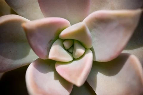 Succulant up close Stock Photos