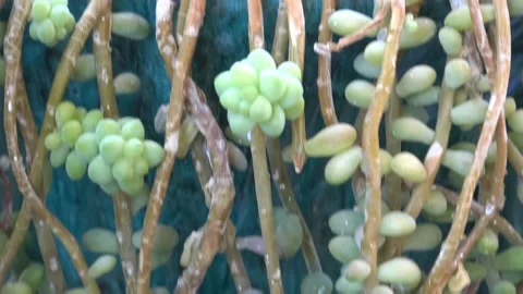 Succulants Stock Footage 138902012