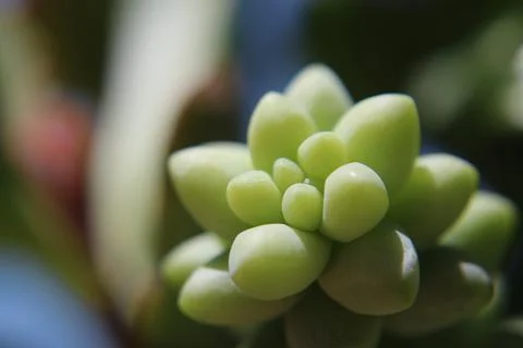 Succulent 1 Stock Photos