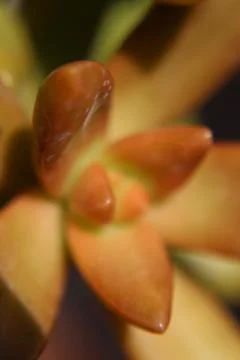 Succulent 2 Stock Photos