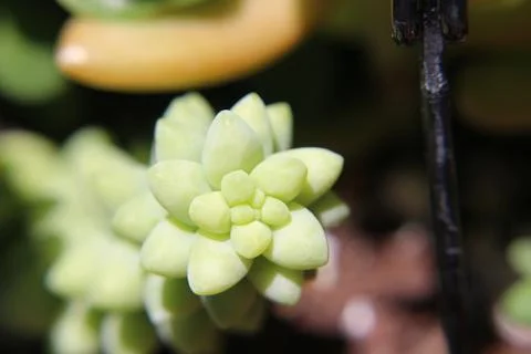 Succulent 3 Stock Photos