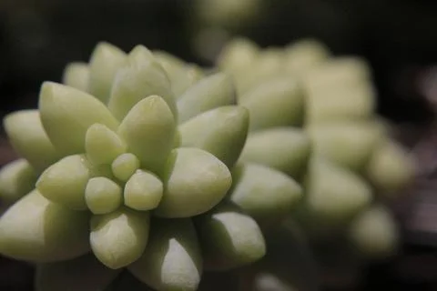 Succulent 4 Stock Photos