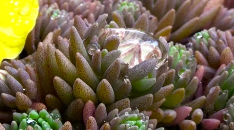 Succulent after rain. Stock Footage 54603692
