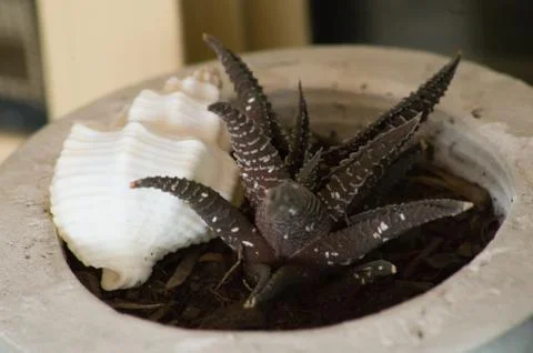 Succulent and Shell Stock Photos