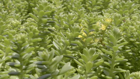 Succulent Background Stock Footage 141471755