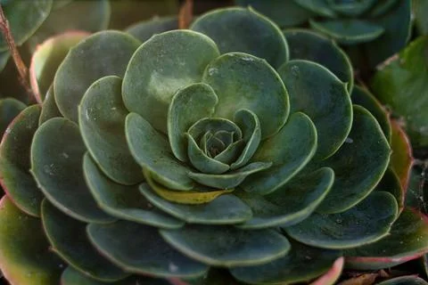 Succulent background. High quality texture of the succulent. Plant background Stock Photos
