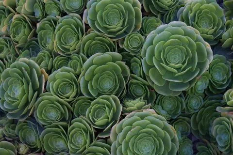 Succulent background Stock Photos