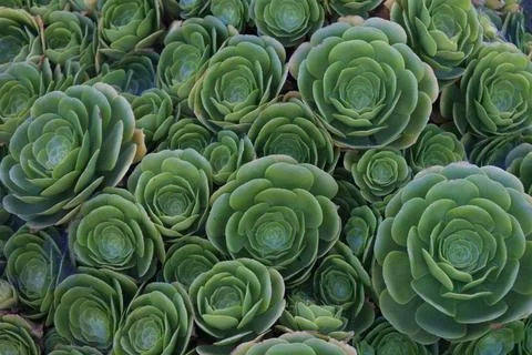 Succulent background Stock Photos