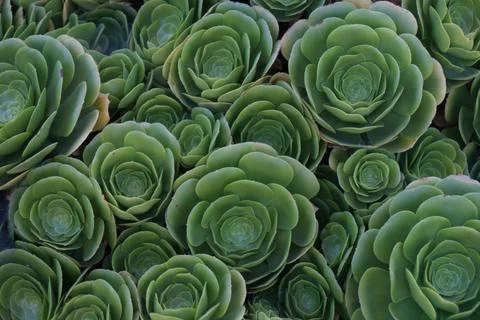 Succulent background Stock Photos