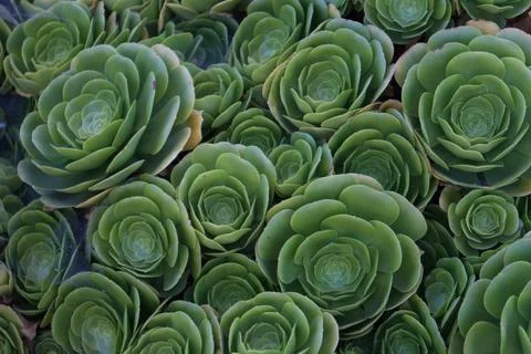 Succulent background Stock Photos
