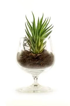 Succulent in a beaker filled with soil Stock Photos