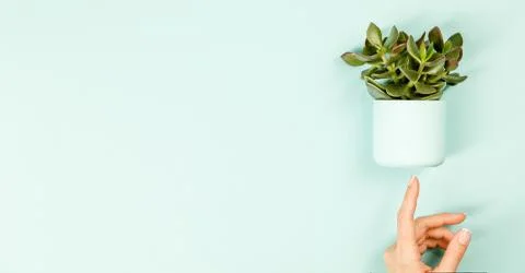 Succulent on blue background. Flat lay, copy space Stock Photos