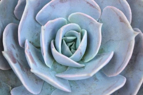Succulent blue rosette flower pattern closeup background Stock Photos