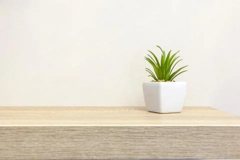 Succulent on book shelf with copyspace Stock Photos