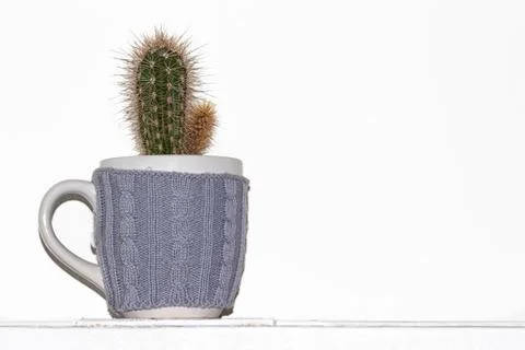 Succulent in breakfast cup lined with woolen fabric Stock Photos