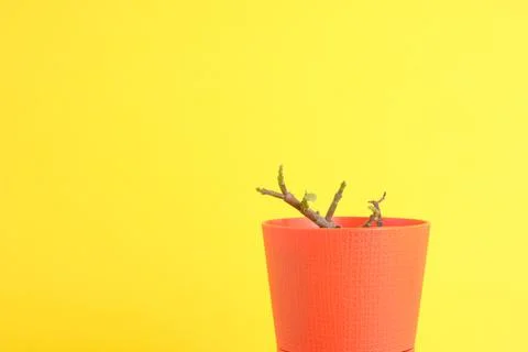 Succulent on bright background with space for text Stock Photos