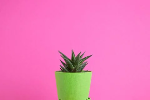 Succulent on bright background with space for text Stock Photos