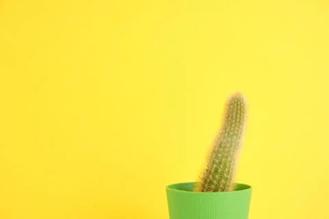 Succulent on bright background with space for text Stock Photos