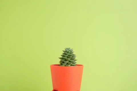 Succulent on bright background with space for text Stock Photos