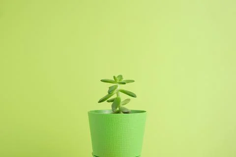 Succulent on bright background with space for text Stock Photos