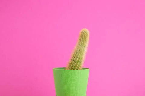 Succulent on bright background with space for text Stock Photos