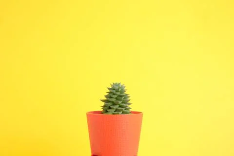 Succulent on bright background with space for text Stock Photos