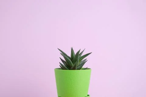 Succulent on bright background with space for text Stock Photos