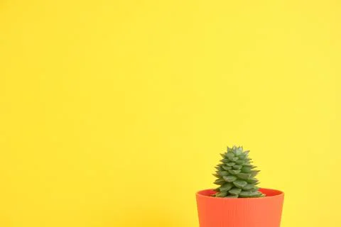 Succulent on bright background with space for text Stock Photos