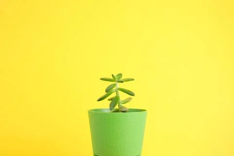 Succulent on bright background with space for text Stock Photos