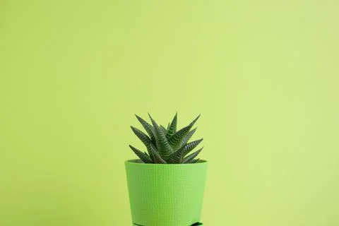 Succulent on bright background with space for text Stock Photos