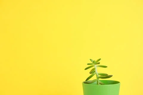 Succulent on bright background with space for text Stock Photos