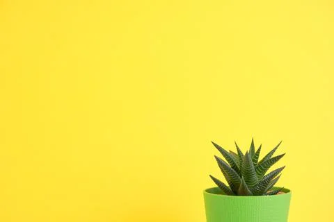 Succulent on bright background with space for text Stock Photos