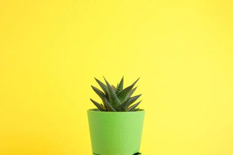 Succulent on bright background with space for text Stock Photos