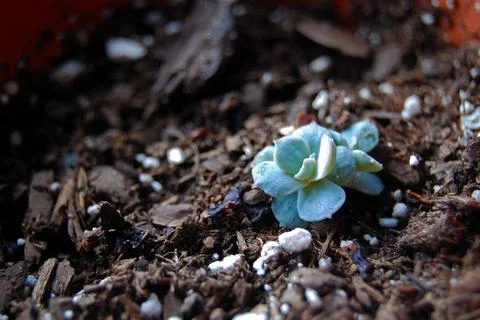 Succulent Bud Stock Photos