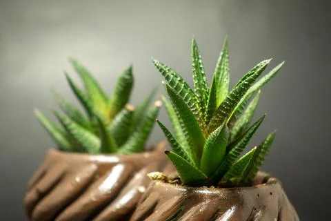 Succulent cacti Stock Photos
