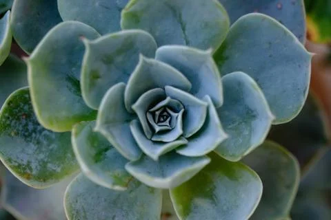 Succulent cactus in closeup, with beatiful pattern Stock Photos