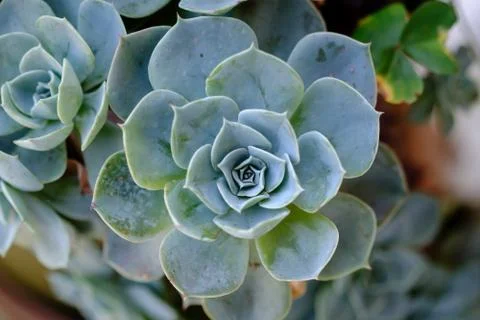 Succulent cactus in closeup, with beatiful pattern Stock Photos