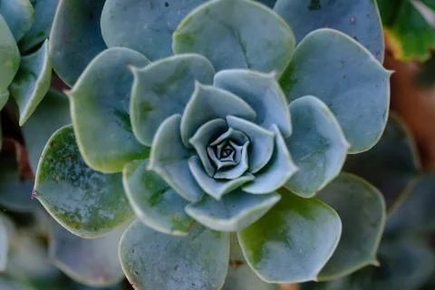 Succulent cactus in closeup, with beatiful pattern Stock Photos