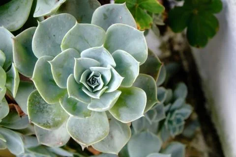 Succulent cactus in closeup, with beatiful pattern Stock Photos