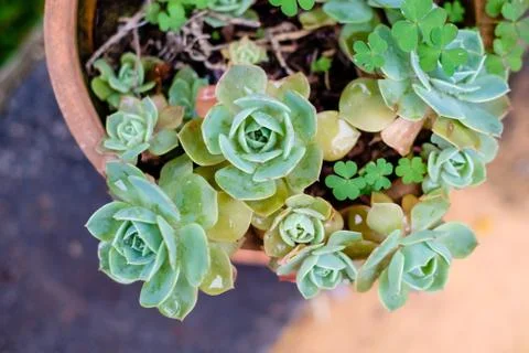 Succulent cactus in closeup, with beatiful pattern Stock Photos