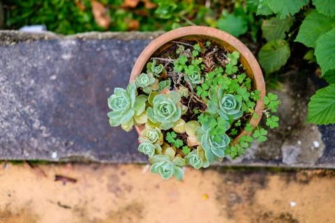Succulent cactus in closeup, with beatiful pattern Stock Photos