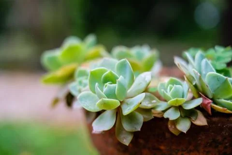 Succulent cactus in closeup, with beatiful pattern Stock Photos