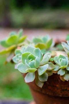 Succulent cactus in closeup, with beatiful pattern Stock Photos