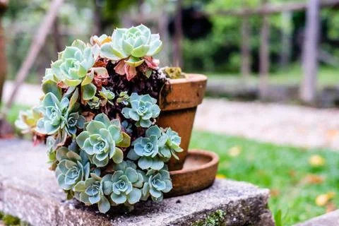 Succulent cactus in closeup, with beatiful pattern Stock Photos